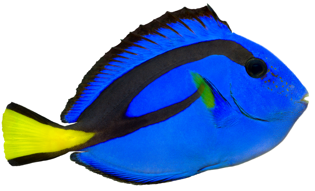 Blue Tang